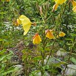 Oenothera glazioviana Hoja