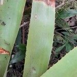 Aechmea distichantha Leaf