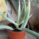 Dudleya densiflora Hoja