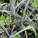 Ophiopogon planiscapus 葉