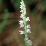 Goodyera repens Цветок
