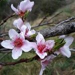 Prunus persica Flor