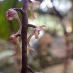 Rhipidoglossum rutilum Flower