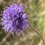 Succisa pratensis Flower