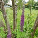 Teucrium hircanicumBlomst