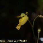 Utricularia minor 花