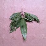 Miconia ruficalyx Leaf