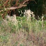 Cenchrus pedicellatus Habit