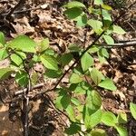 Lindera benzoin Feuille