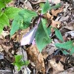 Trillium catesbaei 葉