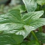 Arum cylindraceum Hábito