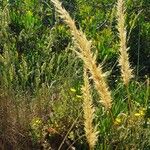 Achnatherum calamagrostis Frucht