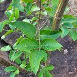 Heteromorpha arborescens Leaf