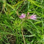 Cleome monophylla Frugt