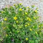 Potentilla argentea Habit