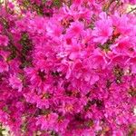 Rhododendron kiusianum Цветок