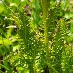 Pedicularis rostratospicata 葉