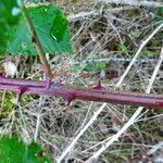 Rubus questieri Other