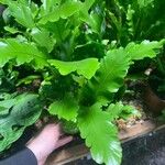 Asplenium nidus Yaprak