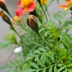 Tagetes tenuifolia ফল