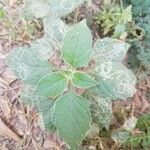 Solanum villosum Лист