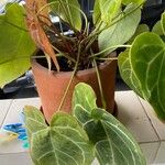 Anthurium clarinervium List