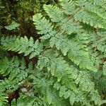 Dryopteris aemula Leht