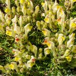 Scutellaria orientalis Cvet