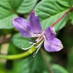 Cleome rutidospermaFlors