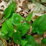 Maianthemum bifolium Лист