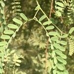 Prosopis glandulosa 葉