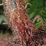 Asplenium serra Fruit