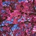 Handroanthus impetiginosusFlower