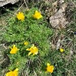 Adonis pyrenaica Blomma