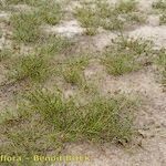 Schoenoplectiella supina موطن