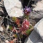 Coris monspeliensis Hábito