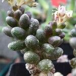 Sedum furfuraceum Облик