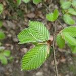 Carpinus orientalis Blad