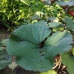 Ligularia dentata Leaf