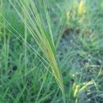 Stipa capensis Blomst