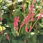 Persicaria orientalis Blüte