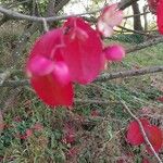 Euonymus carnosus Blatt