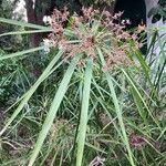 Cyperus alternifolius Levél