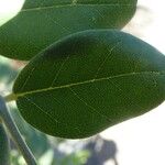 Sophora tomentosa Leaf