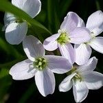 Cardamine pratensis Blomst