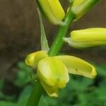 Albuca abyssinica Liść