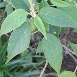 Croton lachnostachyus Leaf