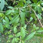 Ligustrum vulgareBlad