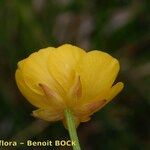 Ranunculus × polyanthemoides