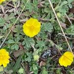 Potentilla pusilla Bloem